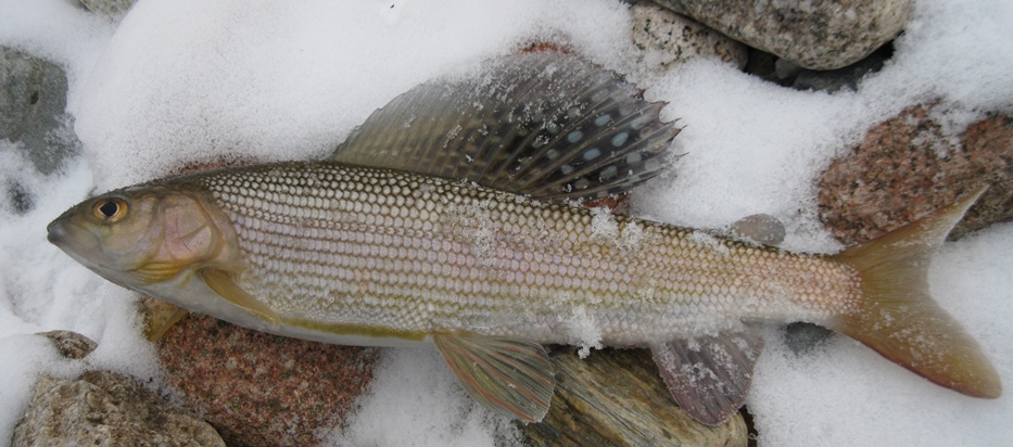 Мужик сказал-мужик сделал часть 2 или Тофаларская петля братьей Крайновых