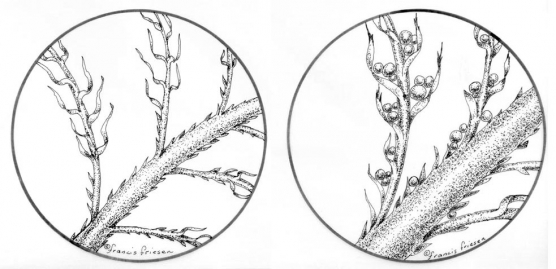 Tying with CDC, Hans Weilenmann