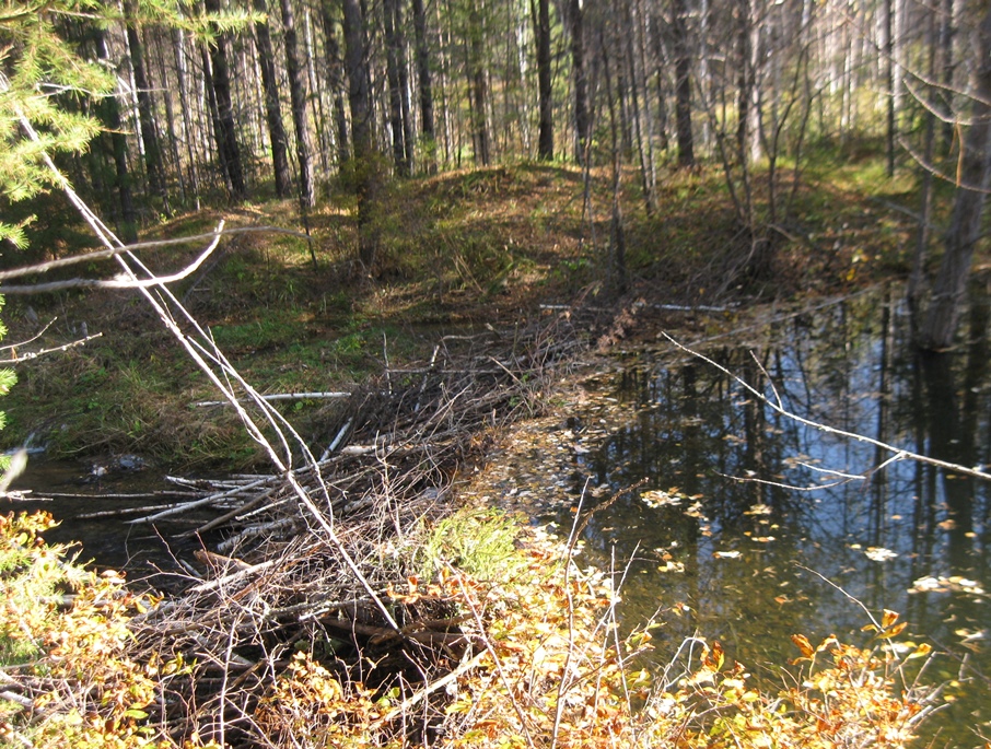 Таежные речки 2016