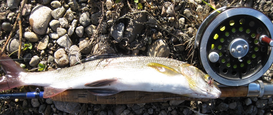 Рыбалка на малых реках Прибайкалья 2014