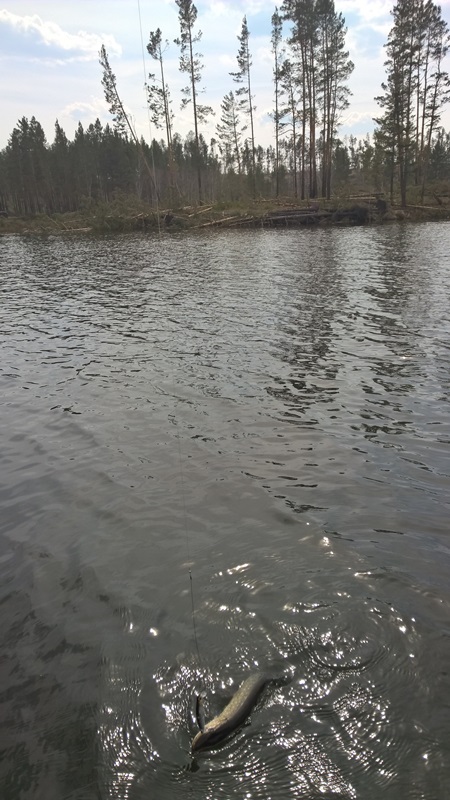 Озеро возле д. Усть-Балей