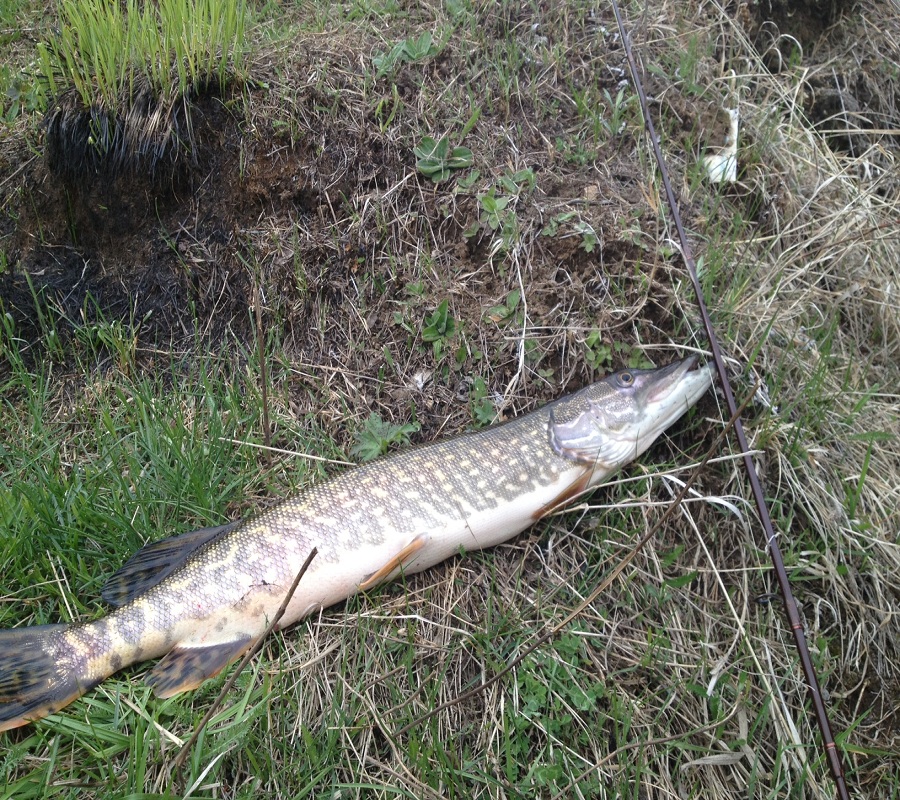 Re: Китой и его притоки.Сезон 2013