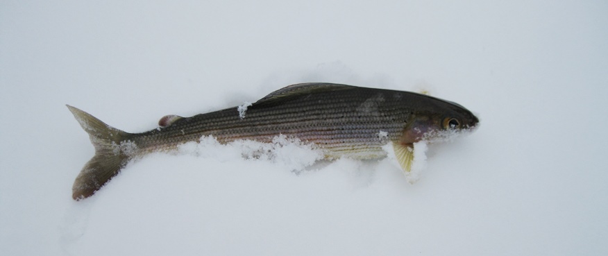 Рыбалка на горной реке . Дебют