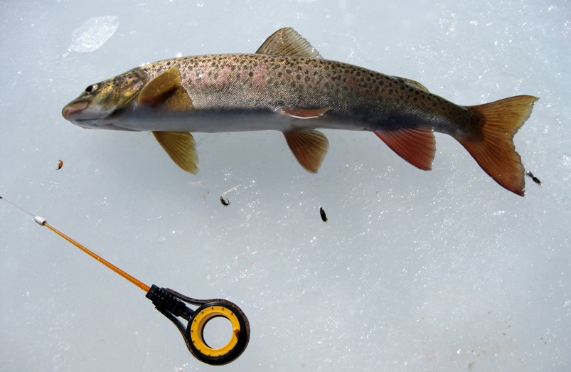 Конкурс "Лучший отчет по подледной рыбалке 2015г."