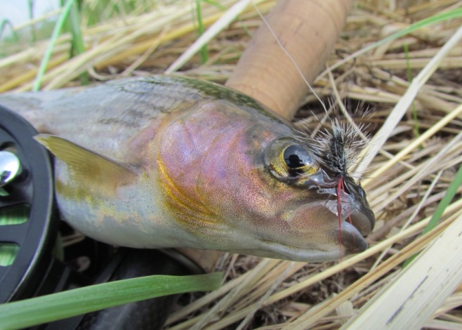 Краткий обзор сухих мушек от Maverick