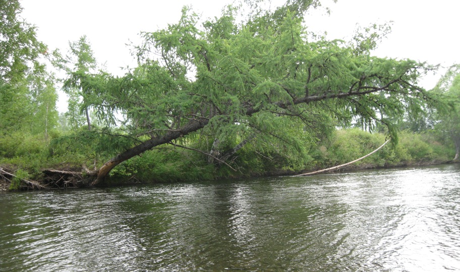 Голоустная