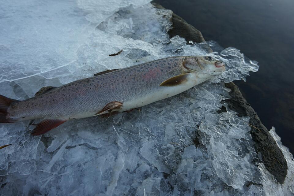 Рыбалка на р. Иркут и его притоках