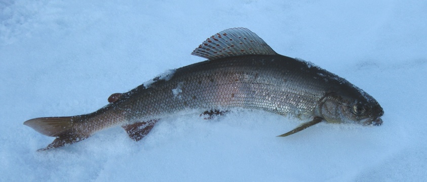 Малые речки