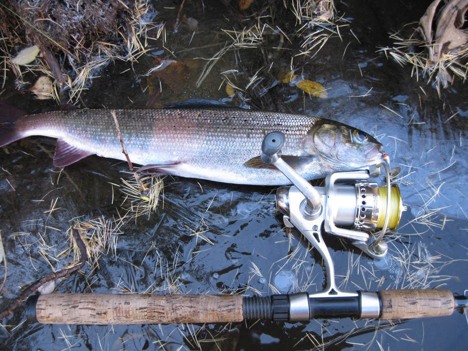 Голоустная