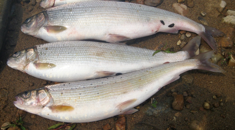 Иркутское море .Большая речка