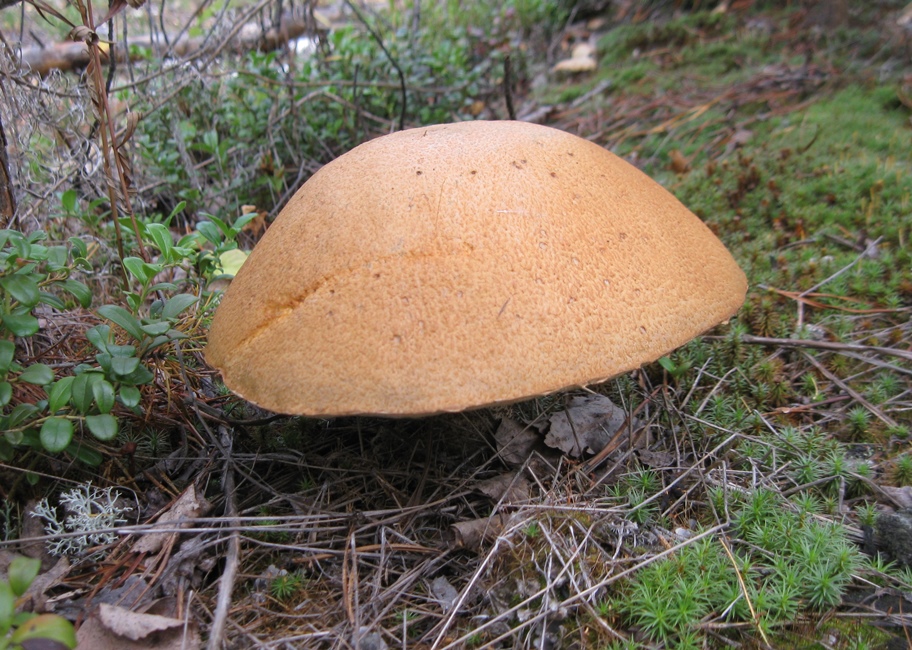 Таежные речки 2016