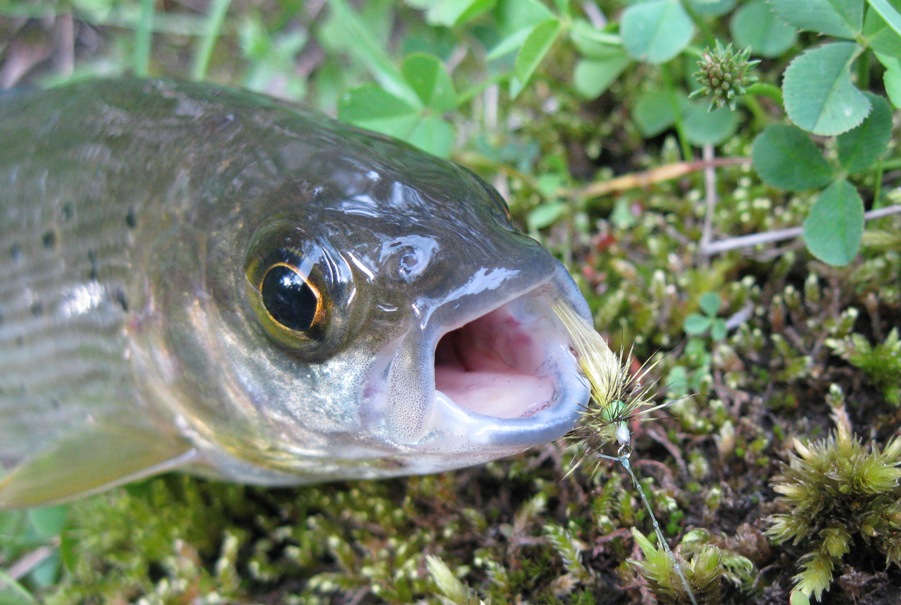 р.Ушаковка сезон 2013