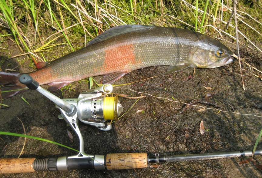 Голоустная