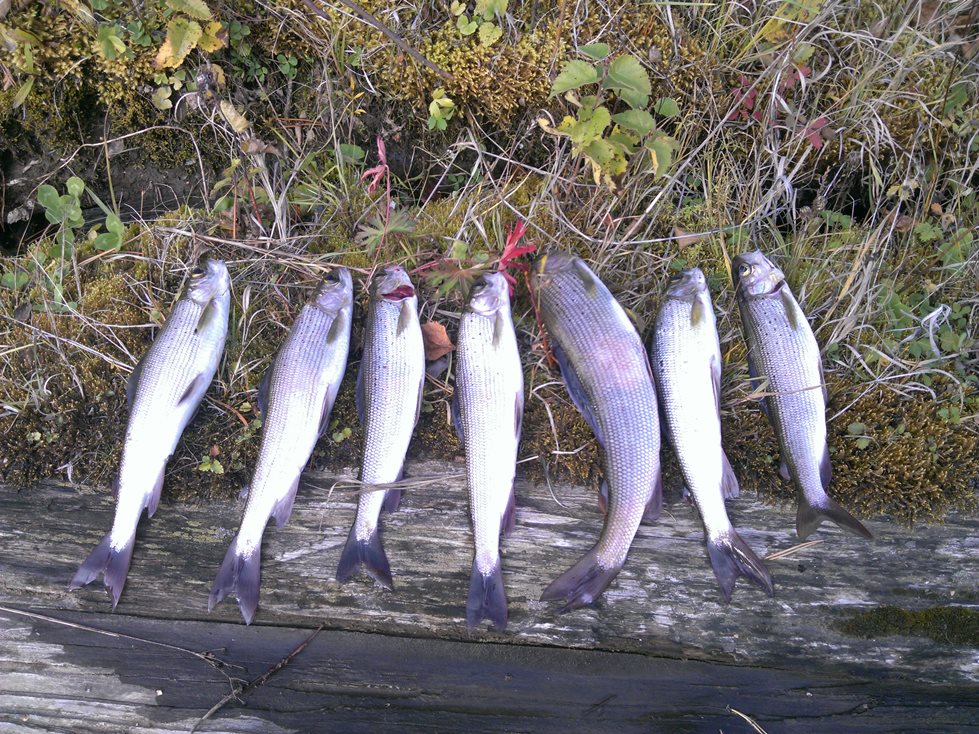 Китой и его притоки 2014