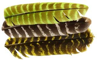 Новые нимфы