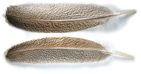 Новые нимфы