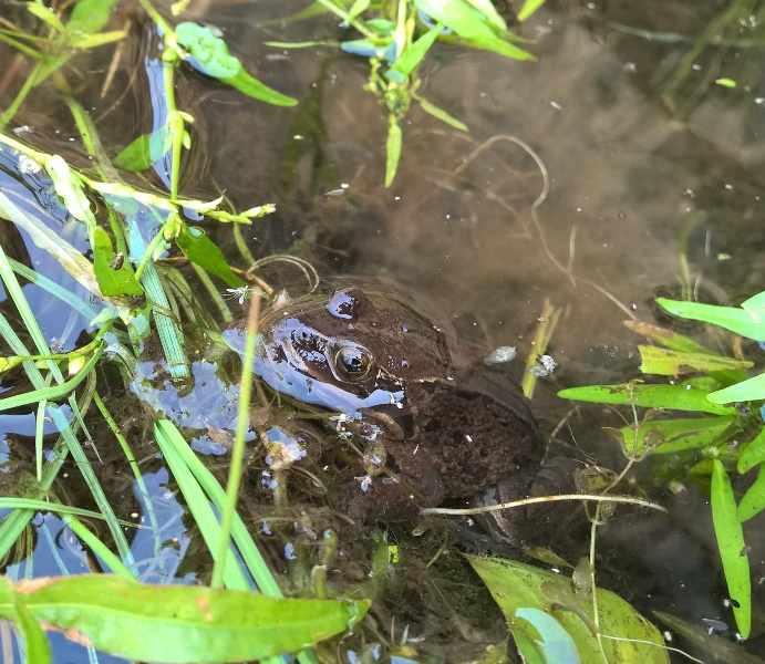 Байкал. Устье р. Анга