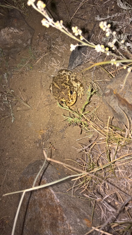 Байкал. Устье р. Анга