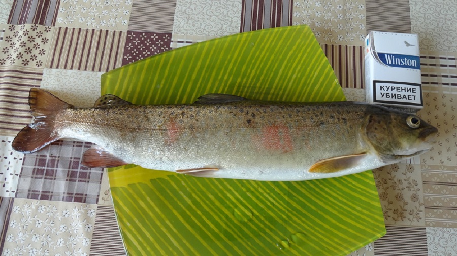 Обзор снасти.