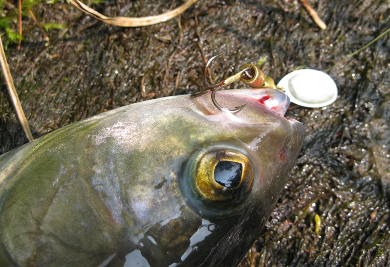 Голоустная