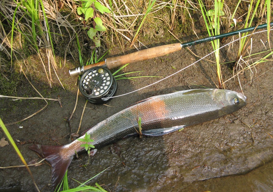 Голоустная