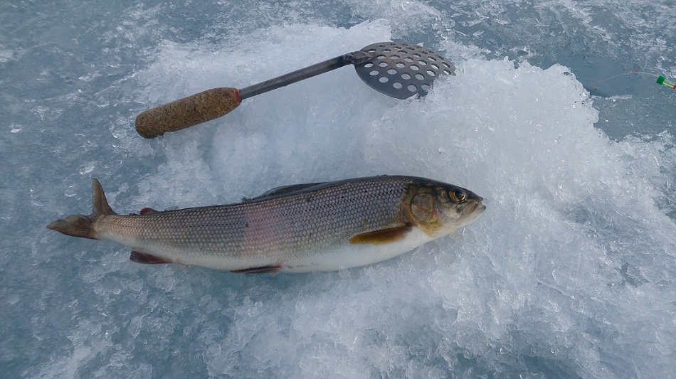 Сарминская коса