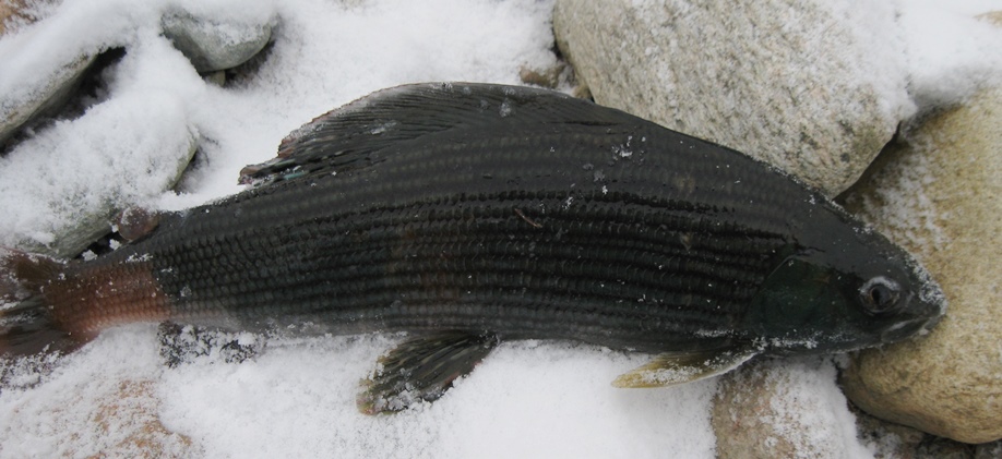 Мужик сказал-мужик сделал часть 2 или Тофаларская петля братьей Крайновых