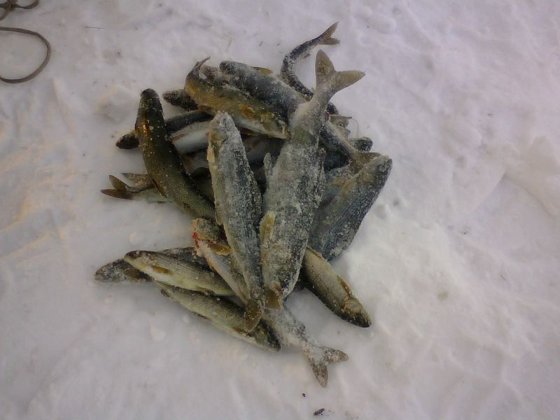 Река Белая и её притоки.