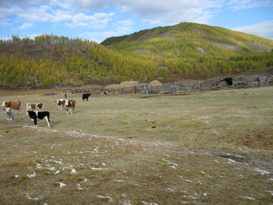 Ока -Боксон -Диби -Боксон -Ока -Сенца -Ока