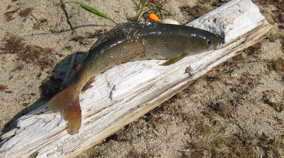 Возвращение Будулая .Вольный 2015