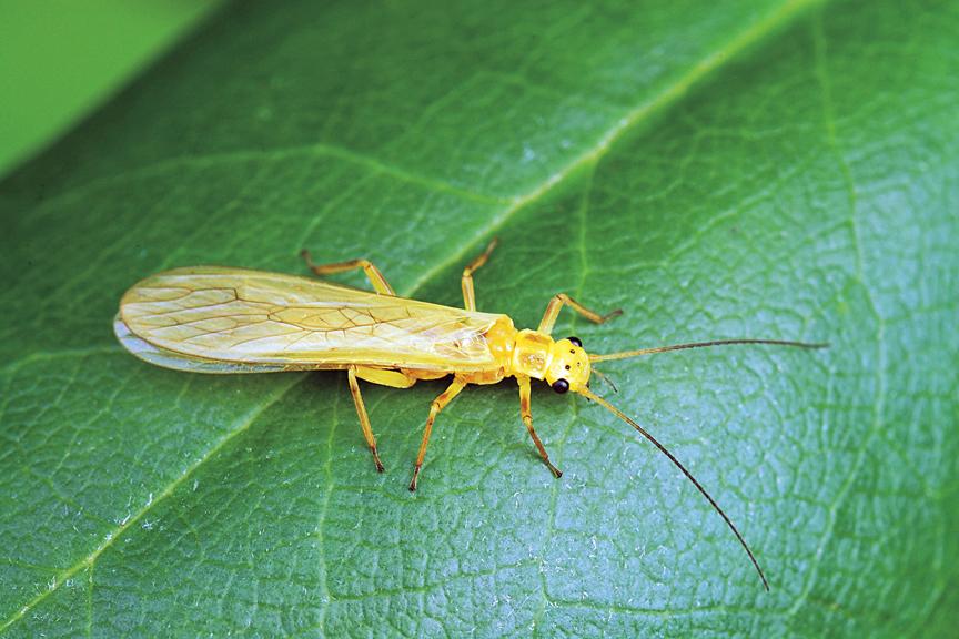 Little Yellow Stonefly (Маленькая желтая веснянка)