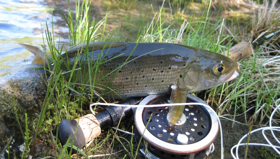 Возвращение Будулая .Вольный 2015