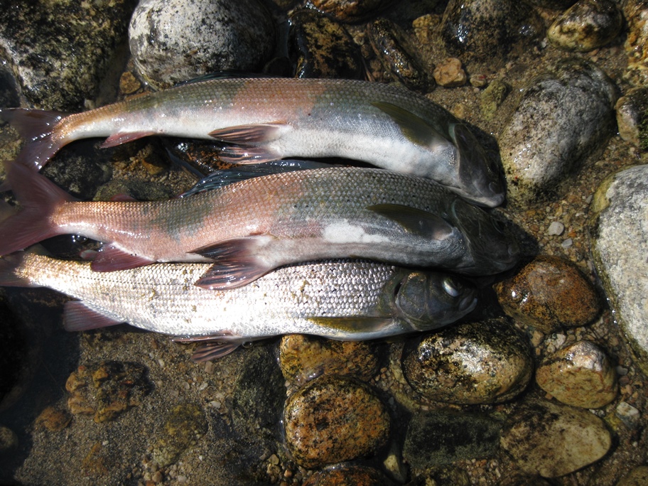 Возвращение Будулая .Вольный 2015