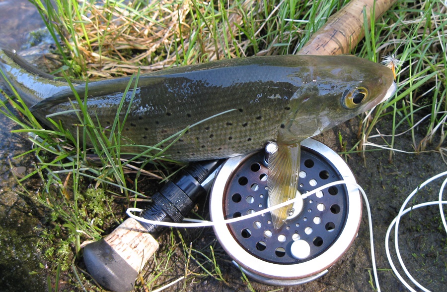 Возвращение Будулая .Вольный 2015