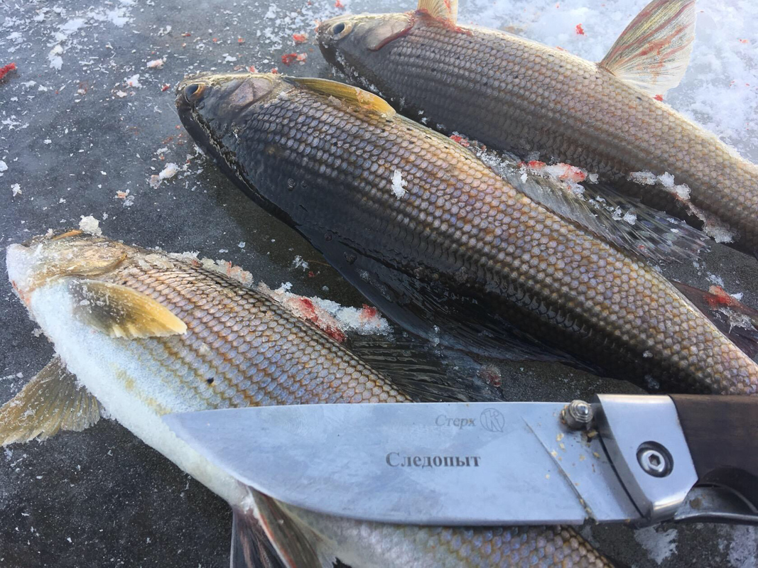 За хариусом на таежную речушку