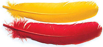 Новые нимфы