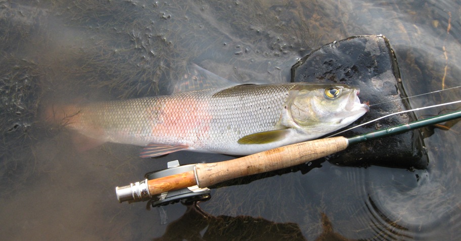 Голоустная