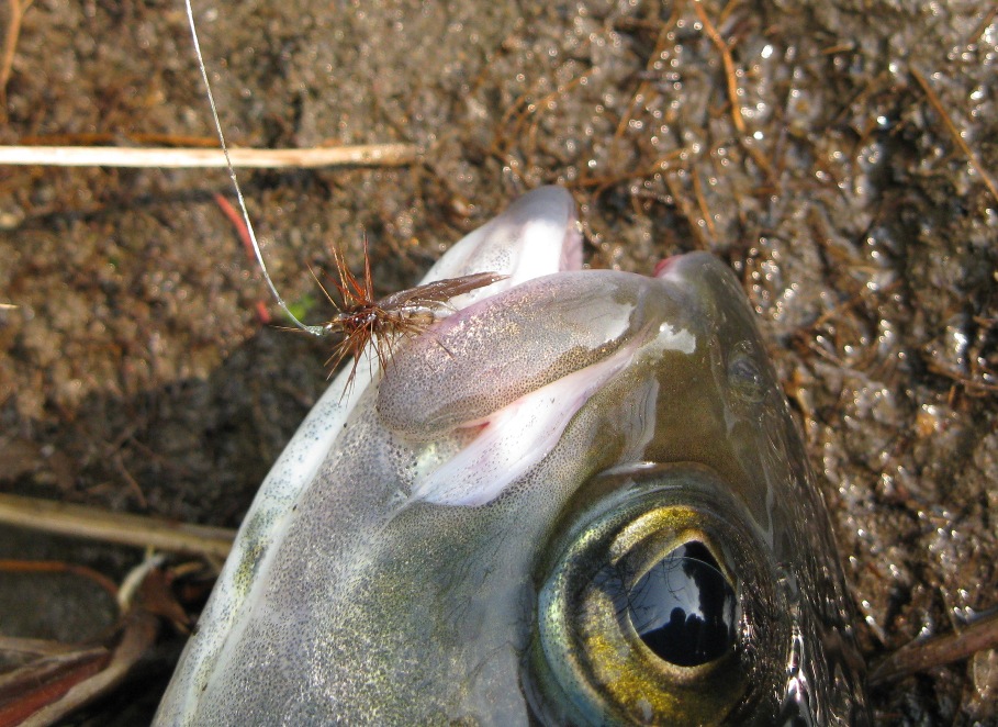 Голоустная