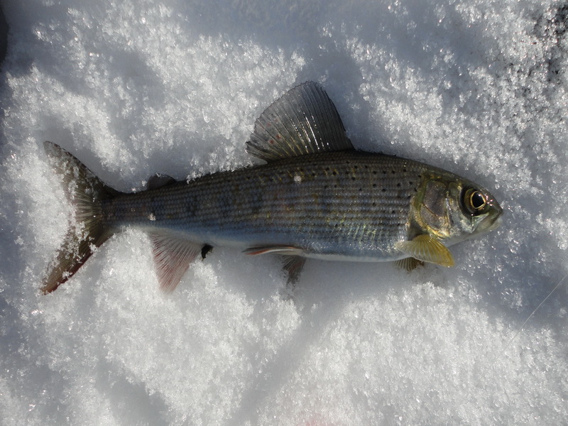 Таежные речки сезона 2015
