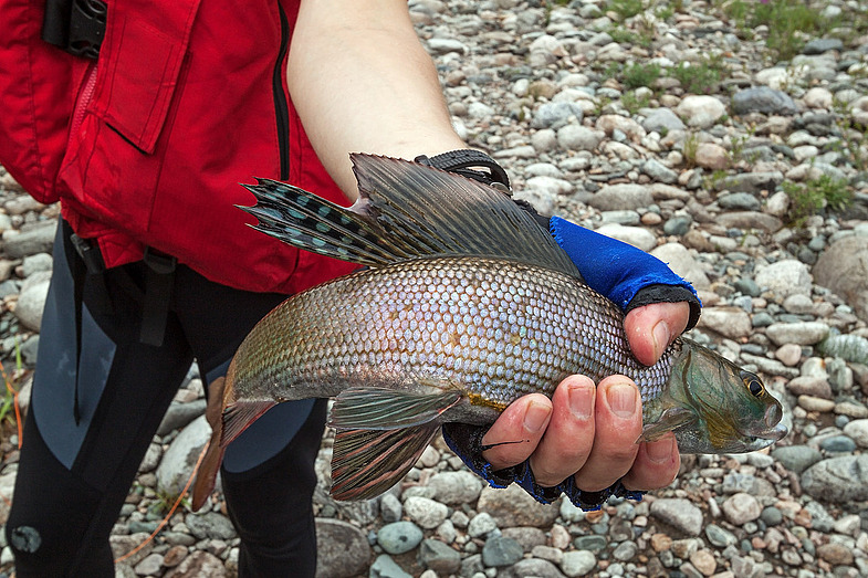 Река Ока Саянская и притоки