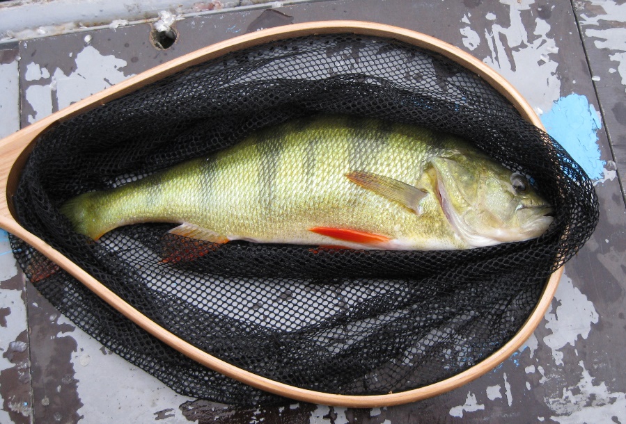 Возвращение Будулая .Вольный 2015