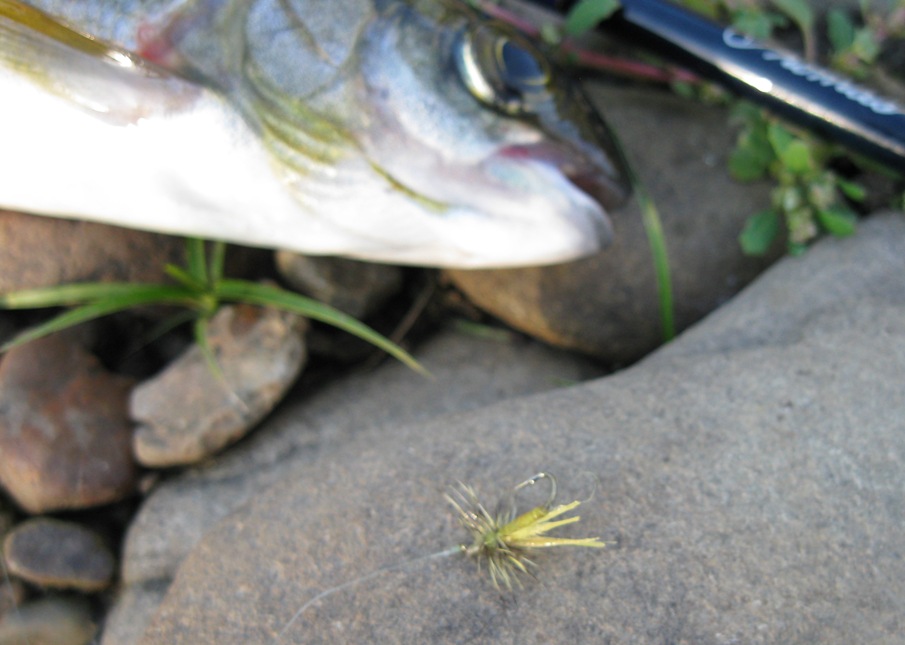 р.Ушаковка сезон 2013