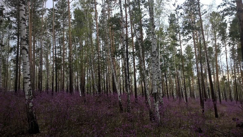 Братское водохранилище