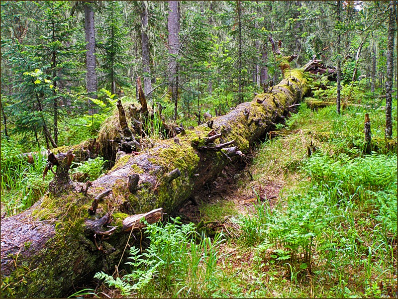 Встреча с медведем!