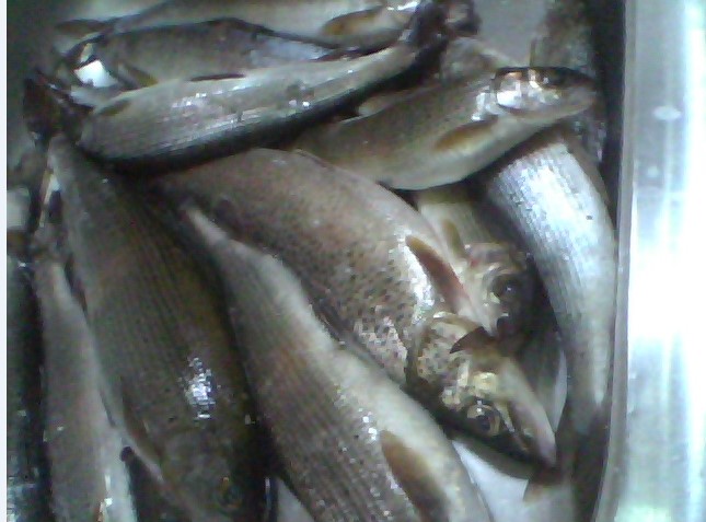 Re: Река Белая и её притоки.