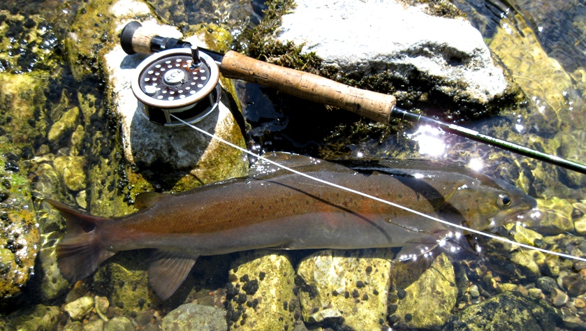 Краткий обзор сухих мушек от Maverick