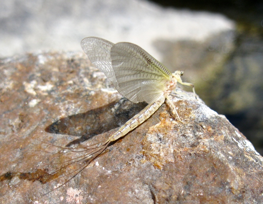 Краткий обзор сухих мушек от Maverick