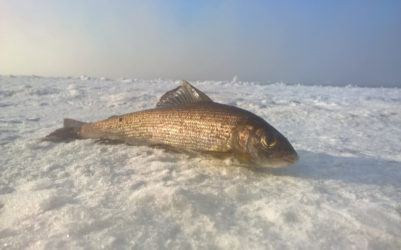 Ангара 2017г.