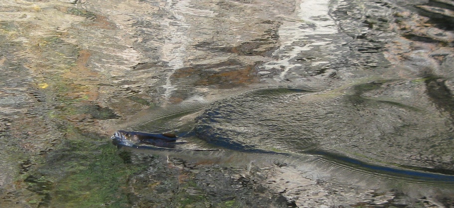 Таежные речки 2016