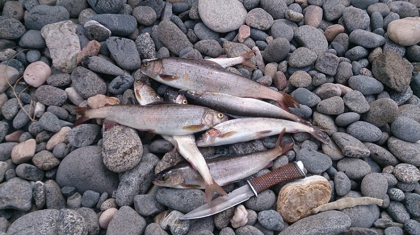 Re: Рыбалка на Байкале в Петрово